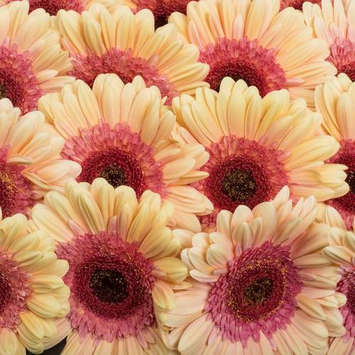 Gerbera apricot/rosa Everglow