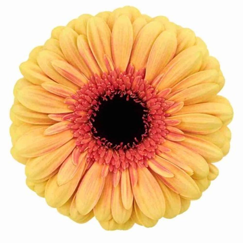 Gerbera apricot/rosa Everglow
