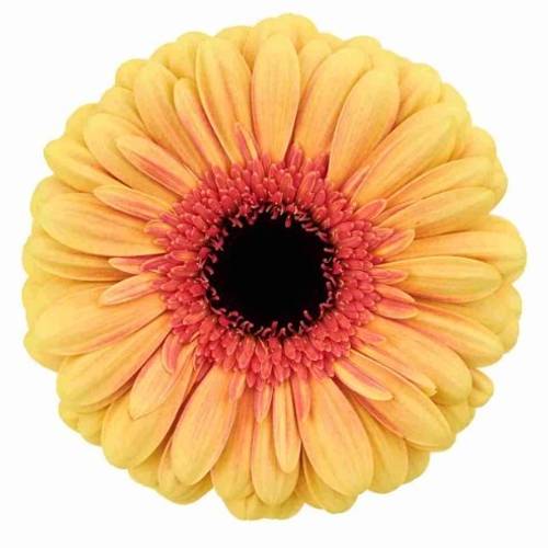 Gerbera apricot/rosa Everglow