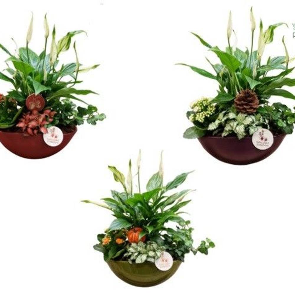 Spath.Arr Eyleen Herbst mix T25 H040