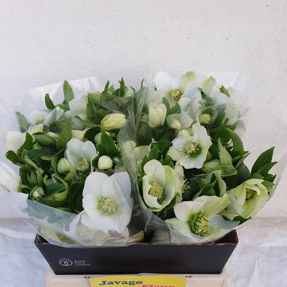 Helleborus weiss Queens White 40cm x15