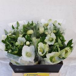 Helleborus weiss Queens White 40cm x15