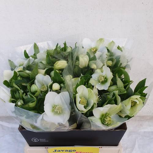 Helleborus weiss Queens White 40cm x15