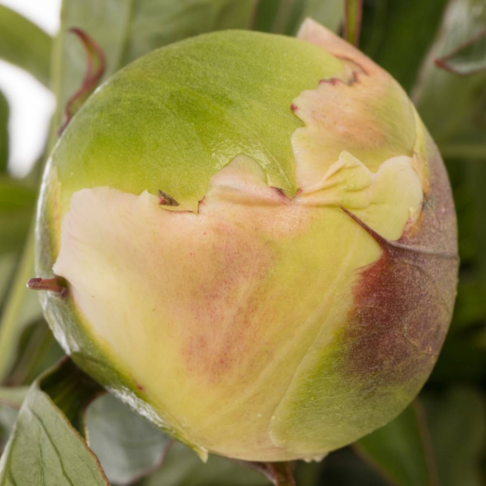 Pfingstrose rosa Top Brass 60cm