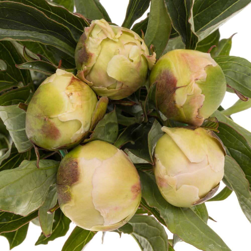 Pfingstrose rosa Top Brass 60cm