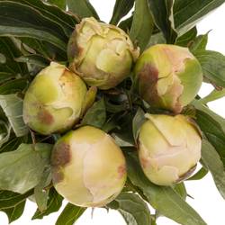 Pfingstrose rosa Top Brass 60cm