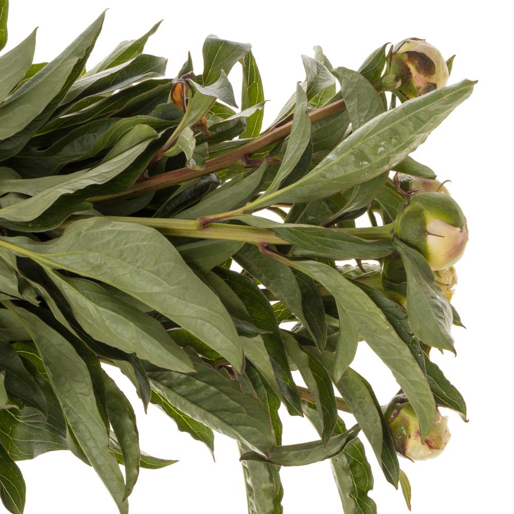 Pfingstrose rosa Top Brass 60cm