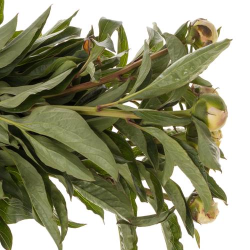 Pfingstrose rosa Top Brass 60cm