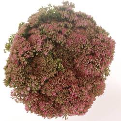 Sedum rosa Carl Natur 55cm