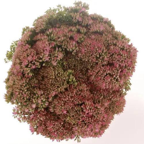 Sedum rosa Carl Natur 55cm