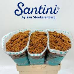 Santini orange Kindsly 1250 Gramm 55cm