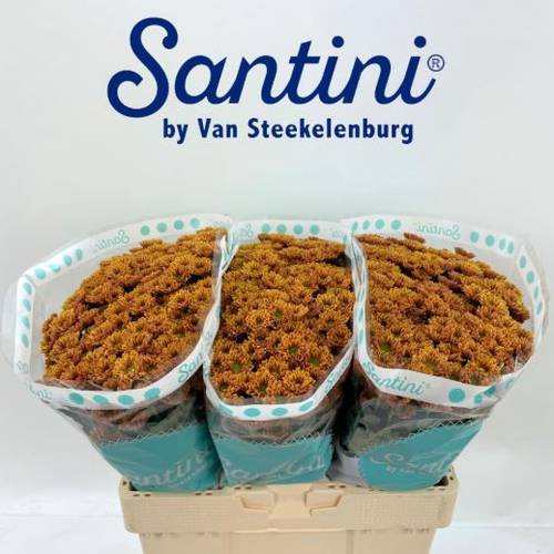 Santini orange Kindsly 1250 Gramm 55cm