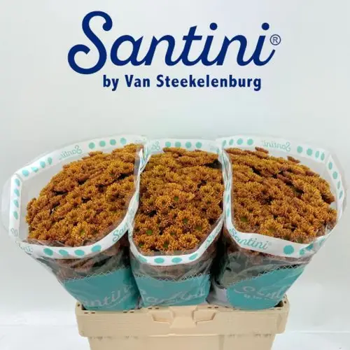 Santini orange Kindsly 1250 Gramm 55cm