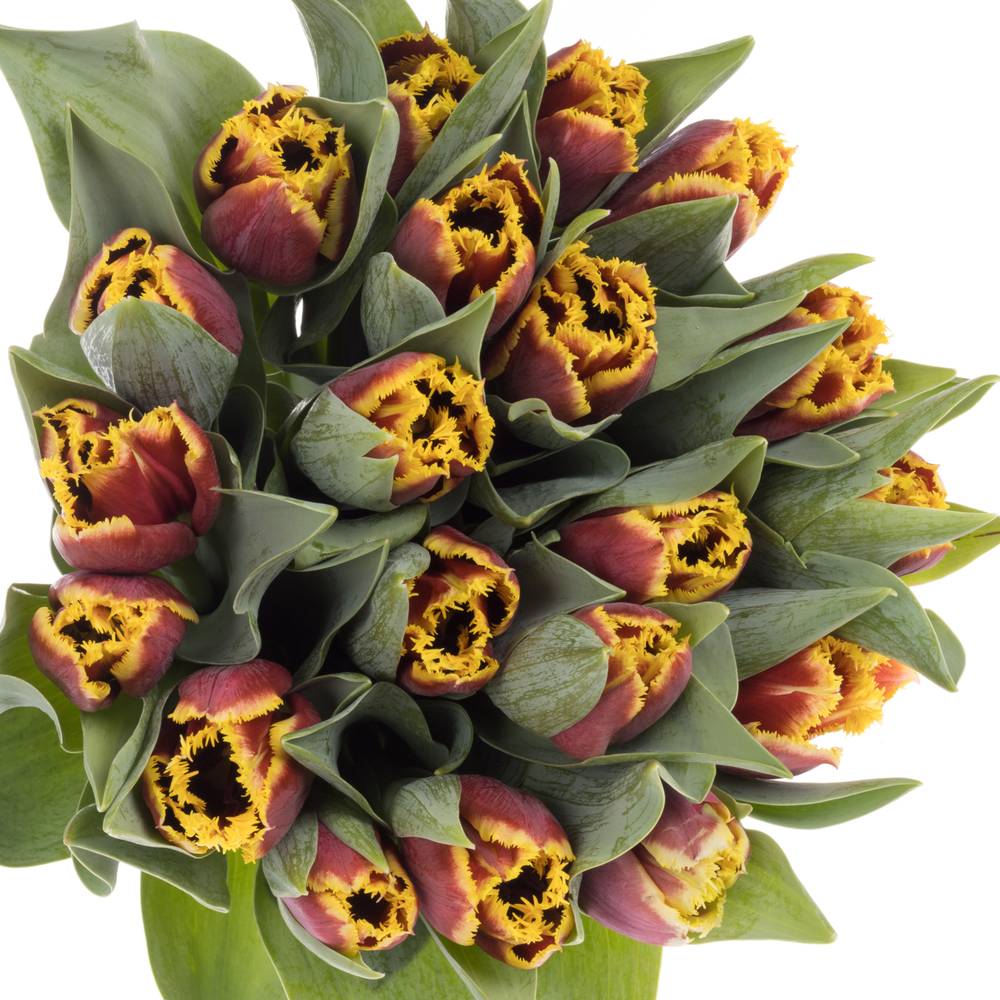 Tulpe rot/gelb Mercure 32 Gramm