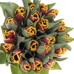 Tulpe rot/gelb Mercure 32 Gramm