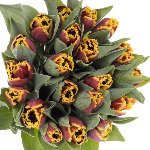 Tulpe rot/gelb Mercure 32 Gramm