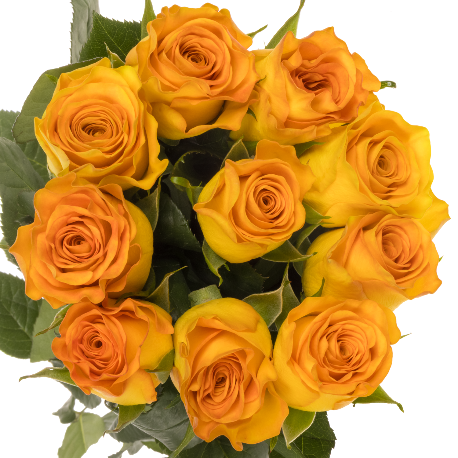 Rose gelb/orange Trinidad 50cm