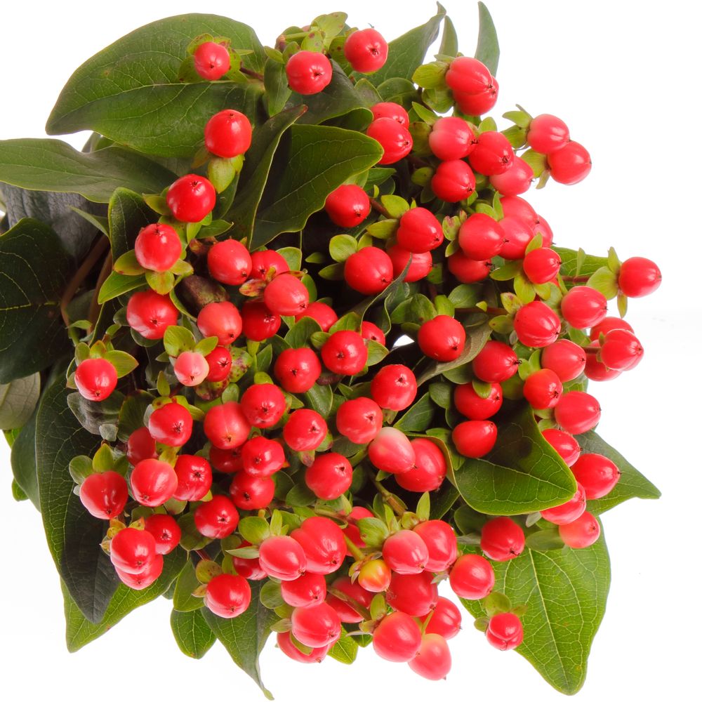 Hypericum rot Coco Rio 35cm