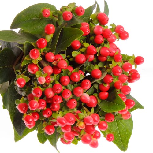 Hypericum rot Coco Rio 35cm