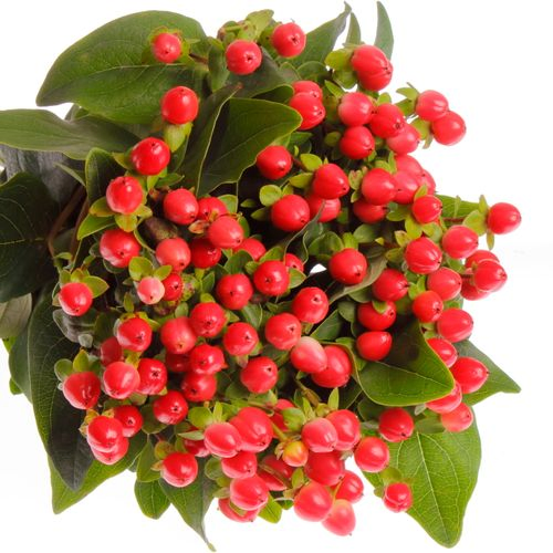 Hypericum rot Coco Rio 35cm
