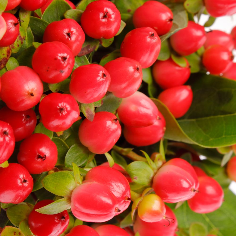 Hypericum rot Coco Rio 35cm