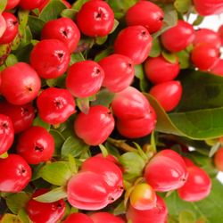 Hypericum rot Coco Rio 35cm