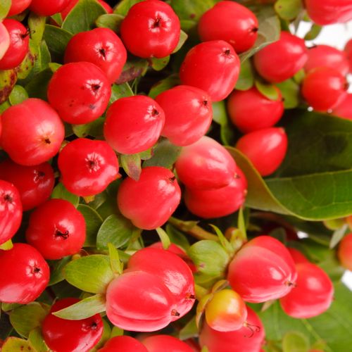 Hypericum rot Coco Rio 35cm