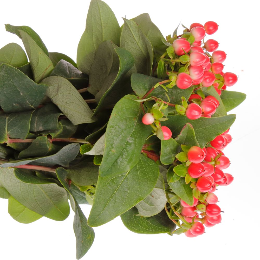 Hypericum rot Coco Rio 35cm