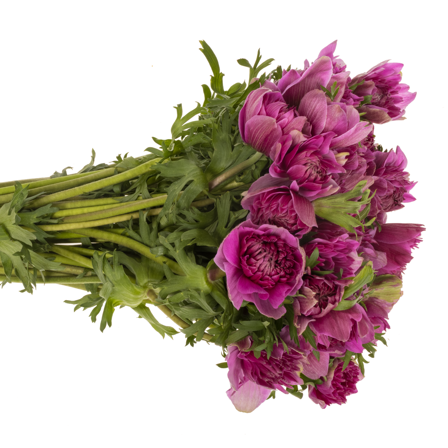 Anemone fuchsia Fullstar Cerise Israel 40cm x 50