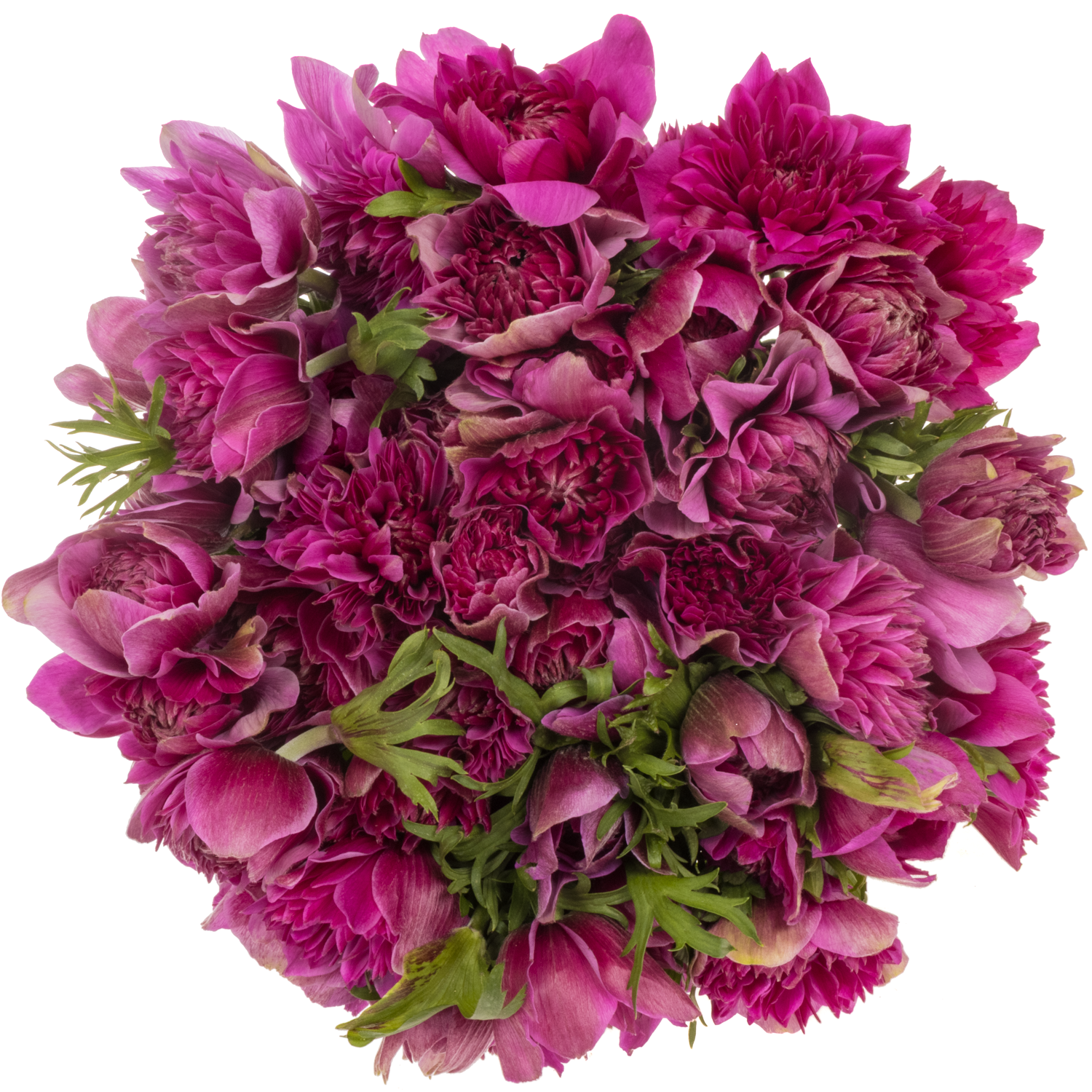 Anemone fuchsia Fullstar Cerise Israel 40cm x 50