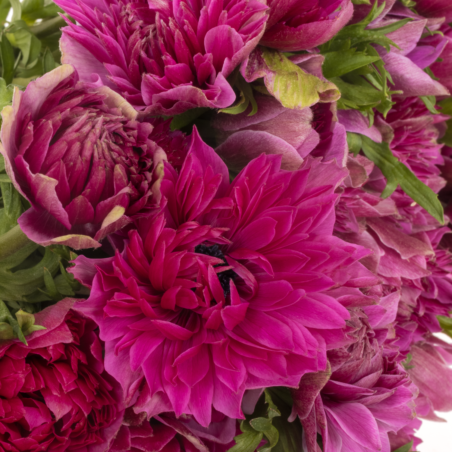 Anemone fuchsia Fullstar Cerise Israel 40cm x 50