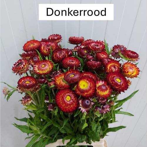 Helicrysum dunkel orange 70cm