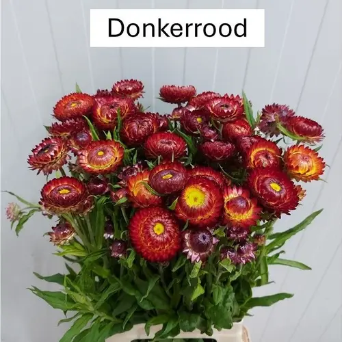 Helicrysum dunkel orange 70cm