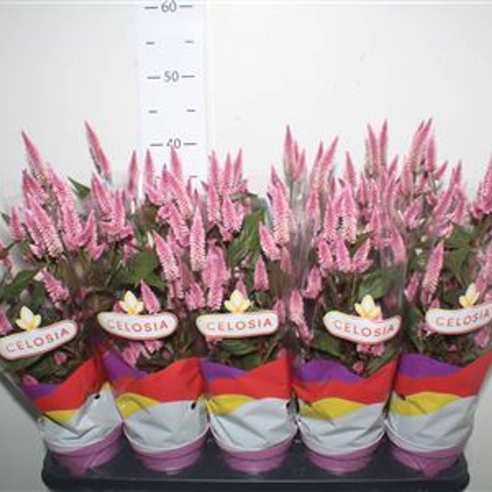 Celosia lila Schnäpchen Von Uhr