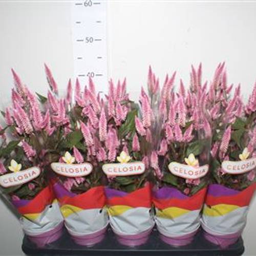 Celosia lila Schnäpchen Von Uhr