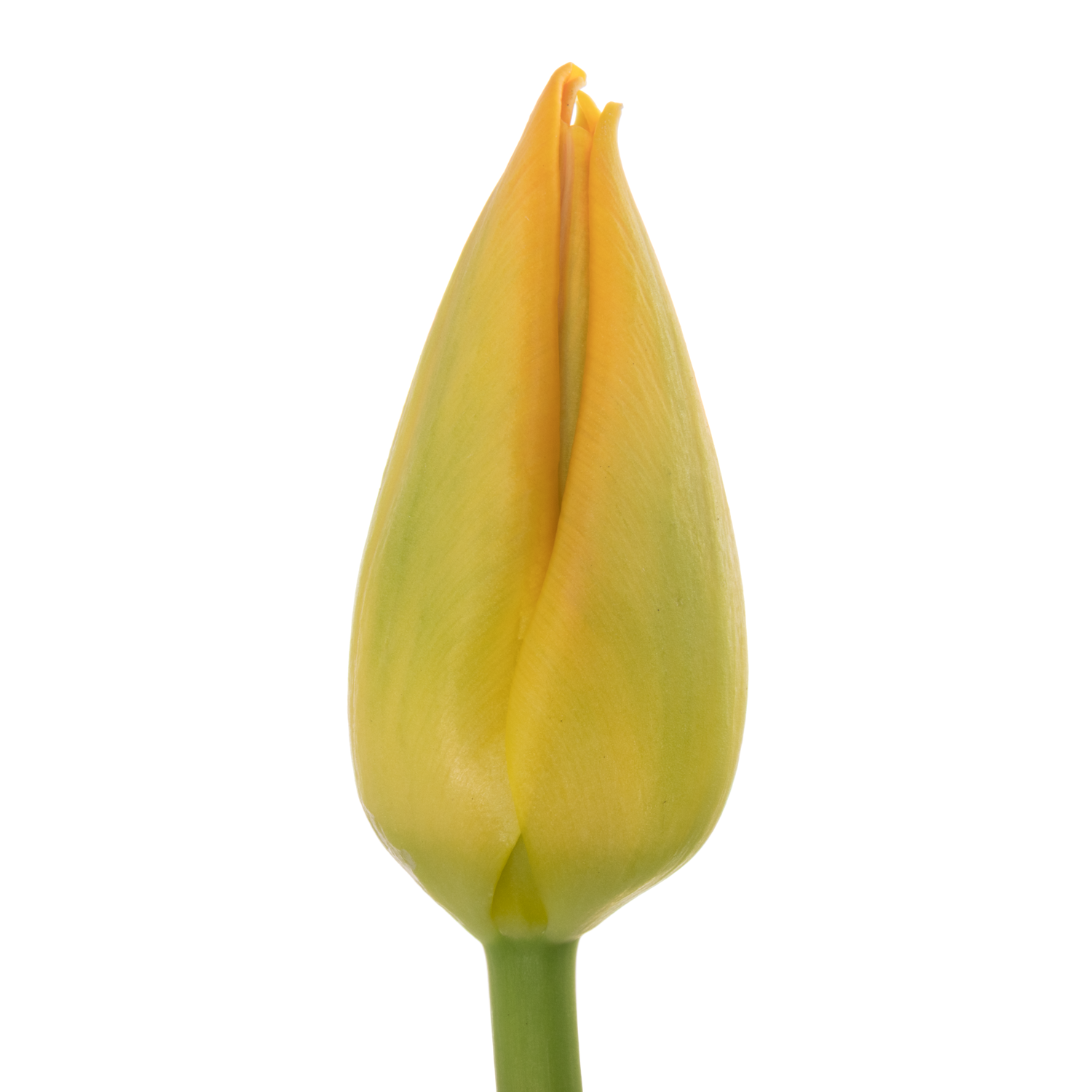 Franz.orange Sunny Pride 54 Gramm 46cm