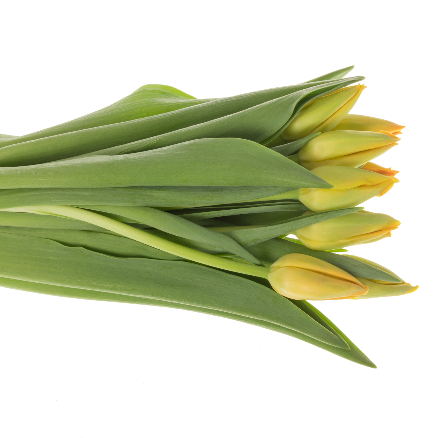 Franz.orange Sunny Pride 54 Gramm 46cm