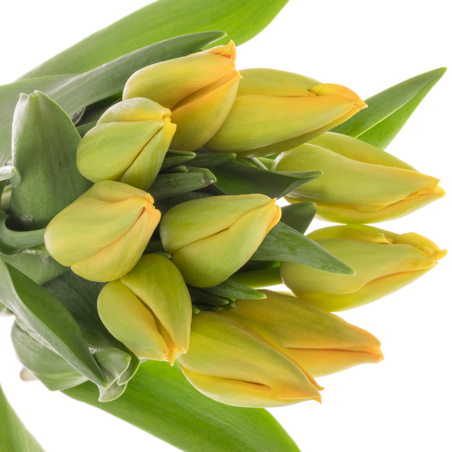 Franz.orange Sunny Pride 54 Gramm 46cm