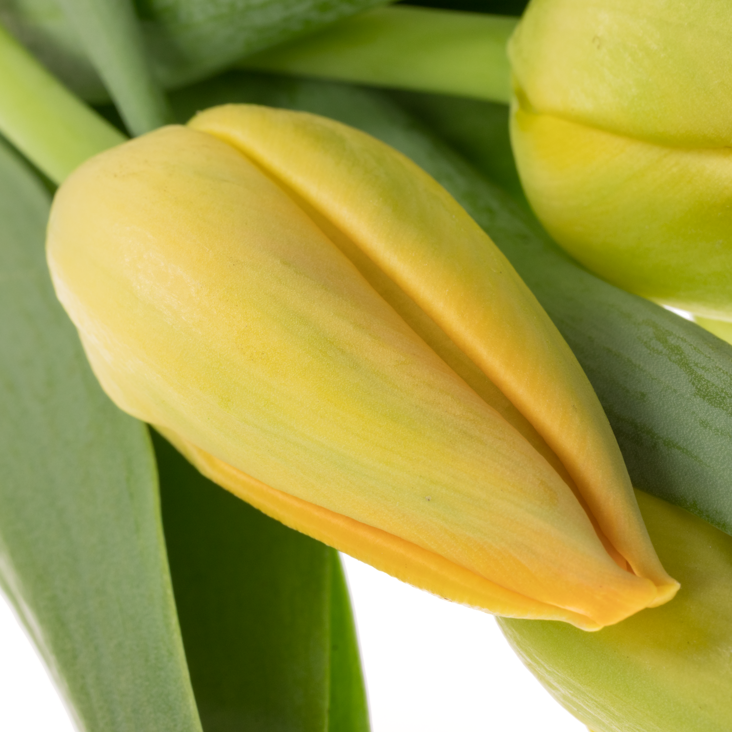 Franz.orange Sunny Pride 54 Gramm 46cm