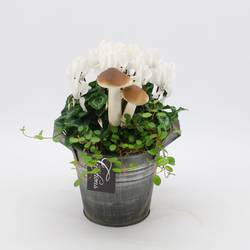 Garten.Arr-2540 Herbst T14 H025