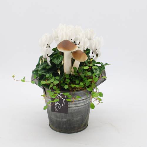 Garten.Arr-2540 Herbst T14 H025