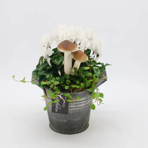 Garten.Arr-2540 Herbst T14 H025