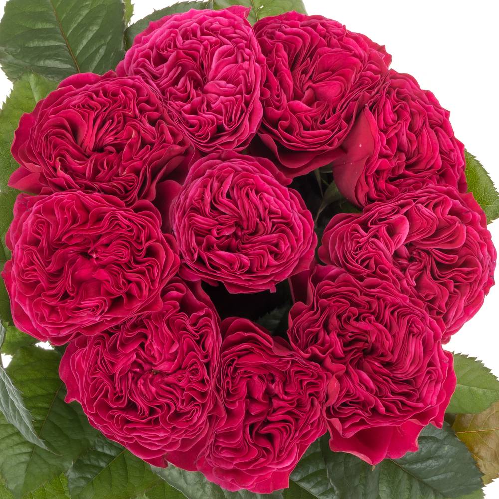 Rose fuchsia Pink and Pretty gefüllt 40cm