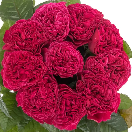 Rose fuchsia Pink and Pretty gefüllt 40cm