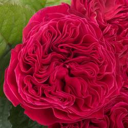 Rose fuchsia Pink and Pretty gefüllt 40cm