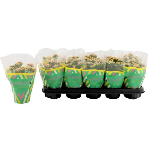 Kalanchoe orange Catchy Season T10,5 H023