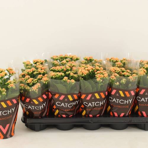 Kalanchoe orange Catchy Season T10,5 H023