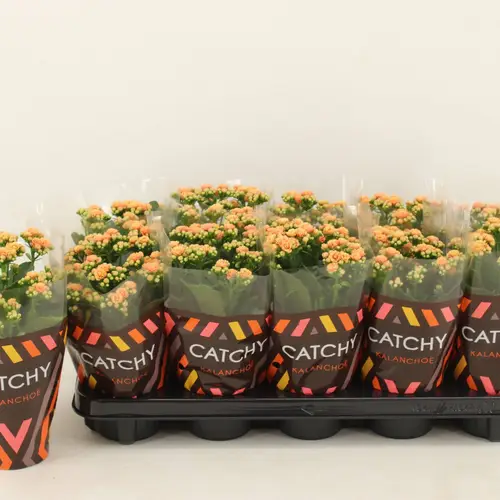 Kalanchoe orange Catchy Season T10,5 H023