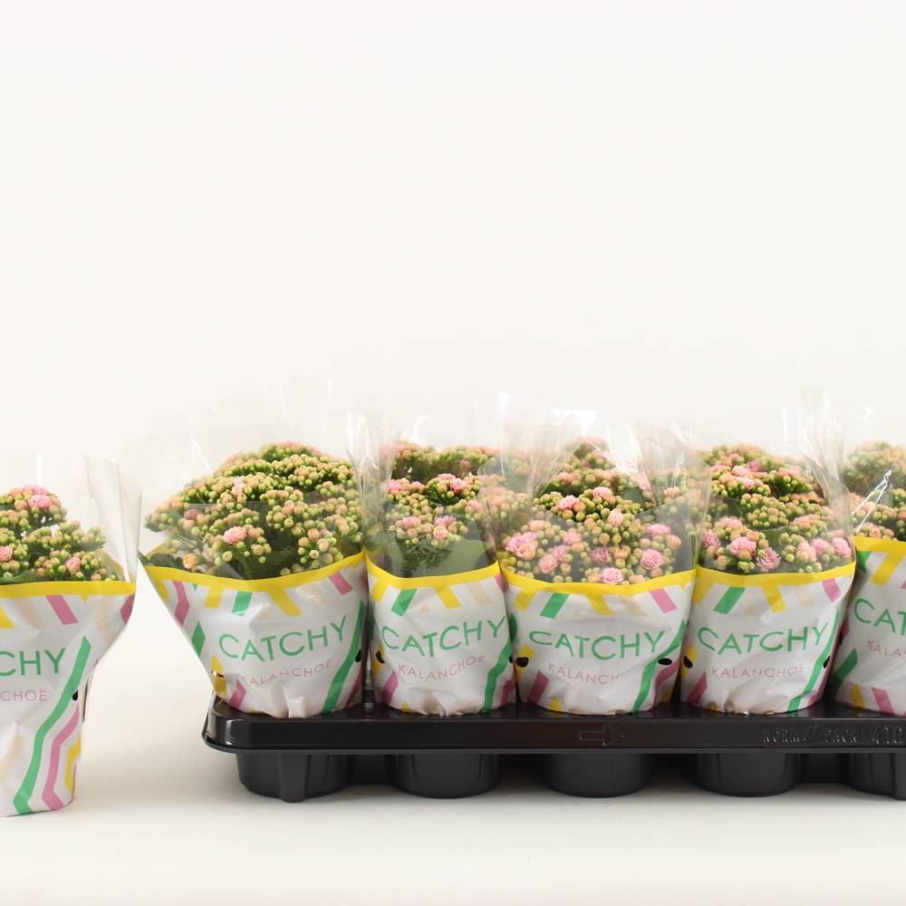 Kalanchoe orange Catchy Season T10,5 H023