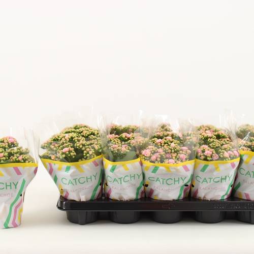 Kalanchoe orange Catchy Season T10,5 H023